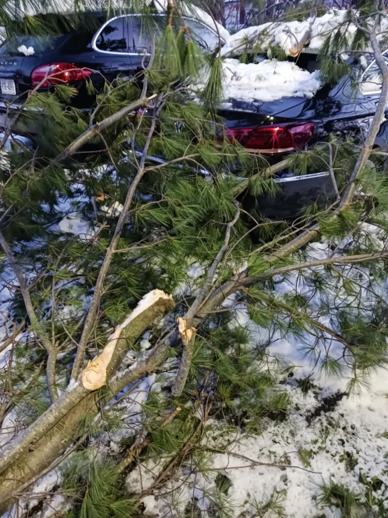 A car rear windshield covered in snow and branches