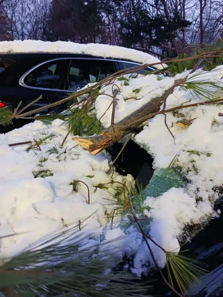 A car with a broken rear windshield covered in branches and snow